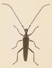 Aquarell-Gemälde der Entomologie Pl046 - George Hudson — Ansicht des Kunstwerks