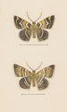 Entomologisches Aquarell-Gemälde Pl047 - George Hudson — Ansicht des Kunstwerks