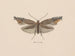 Aquarell der Entomologie Pl049 - George Hudson — Ansicht des Kunstwerks