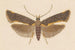 Entomologie Aquarell Pl053 - George Hudson — Ansicht des Kunstwerks