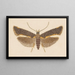 Entomologie Aquarell Pl053 - George Hudson — gerahmtes Bild an der Wand