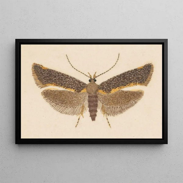 Entomologie Aquarell Pl053 - George Hudson — gerahmtes Bild an der Wand