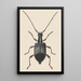 Aquarell entomologisch Pl060 - George Hudson — gerahmtes Bild an der Wand