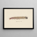 Entomologie Aquarell Pl061 - George Hudson — gerahmtes Bild an der Wand