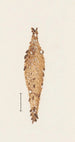 Aquarell entomologische Pl062 - George Hudson — Ansicht des Kunstwerks