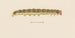 Entomologie Aquarelle Pl064 - George Hudson — Ansicht des Kunstwerks