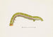 Entomologie Aquarell Pl071 - George Hudson — Ansicht des Kunstwerks