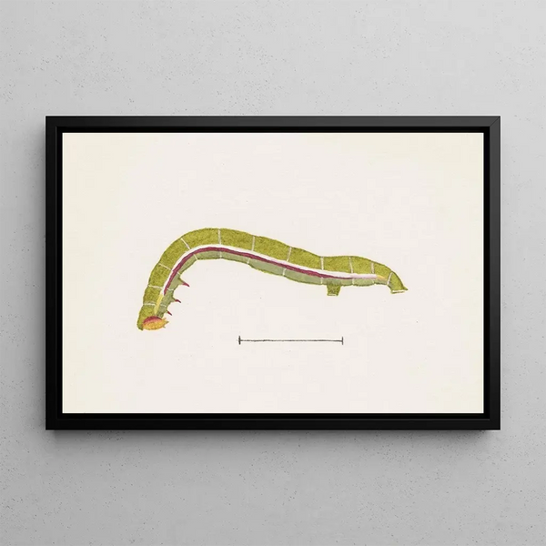 George Hudson - Entomology watercolour Pl071.webp