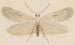 Aquarell der Entomologie Pl077 - George Hudson — Ansicht des Kunstwerks