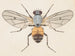 Aquarell der Entomologie Pl079 - George Hudson — Ansicht des Kunstwerks