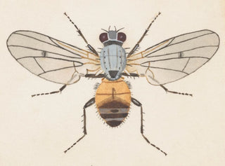 Aquarell der Entomologie Pl079 - George Hudson — Ansicht des Kunstwerks