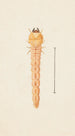 Aquarell entomologisch Pl086 - George Hudson — Ansicht des Kunstwerks