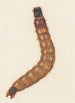 Aquarell entomologisch Pl088 - George Hudson — Ansicht des Kunstwerks