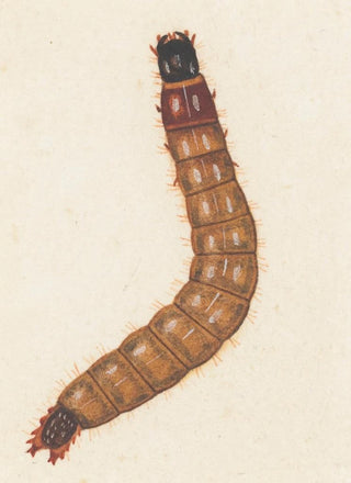 George Hudson - Entomology watercolour Pl088.webp