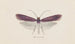 Entomologie Aquarell Pl093 - George Hudson — Ansicht des Kunstwerks