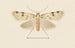 Entomologie Aquarell Pl094 - George Hudson — Ansicht des Kunstwerks
