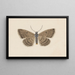 Entomologie Aquarell Pl097 - George Hudson — gerahmtes Bild an der Wand