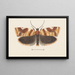 Entomologie Aquarell Pl101 - George Hudson — gerahmtes Bild an der Wand