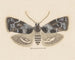 Aquarell-Gemälde der Entomologie Pl104 - George Hudson — Ansicht des Kunstwerks