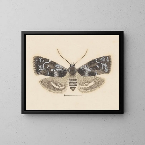 Aquarell-Gemälde der Entomologie Pl104 - George Hudson — gerahmtes Bild an der Wand