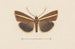 Entomologie Aquarell Pl106 - George Hudson — Ansicht des Kunstwerks