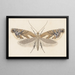 Entomologie Aquarell Pl107 - George Hudson — gerahmtes Bild an der Wand