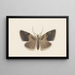 Entomologie Aquarell Pl108 - George Hudson — gerahmtes Bild an der Wand