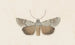 Aquarell der Entomologie Pl109 - George Hudson — Ansicht des Kunstwerks