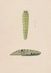 Aquarelle entomologische Pl112 - George Hudson — Ansicht des Kunstwerks