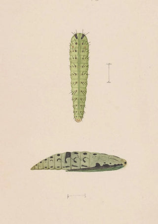 George Hudson - Entomology watercolour Pl112.webp