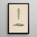 Aquarelle entomologische Pl112 - George Hudson — gerahmtes Bild an der Wand