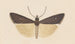 Entomologie Aquarell Pl124 - George Hudson — Ansicht des Kunstwerks