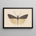 Entomologie Aquarell Pl124 - George Hudson — gerahmtes Bild an der Wand