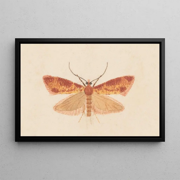 Entomologie Aquarell Pl125 - George Hudson — gerahmtes Bild an der Wand