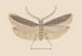 Entomologie Aquarell Pl128 - George Hudson — Ansicht des Kunstwerks
