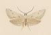 Entomologie Aquarell Pl130 - George Hudson — Ansicht des Kunstwerks