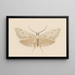 Entomologie Aquarell Pl130 - George Hudson — gerahmtes Bild an der Wand