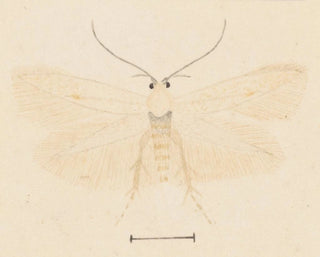 George Hudson - Entomology watercolour Pl131.webp