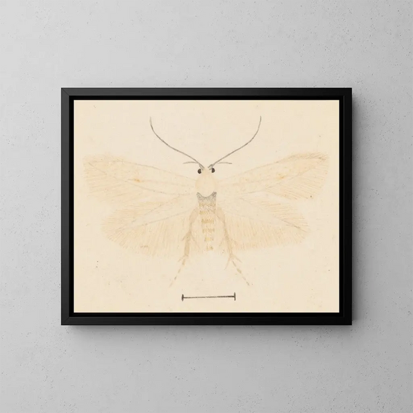 Aquarell-Gemälde der Entomologie Pl131 - George Hudson — gerahmtes Bild an der Wand