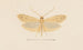 Entomologie Aquarell Pl137 - George Hudson — Ansicht des Kunstwerks