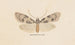 Entomologie Aquarell Pl138 - George Hudson — Ansicht des Kunstwerks