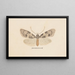 Entomologie Aquarell Pl138 - George Hudson — gerahmtes Bild an der Wand