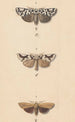 Aquarell entomologisch Pl140 - George Hudson — Ansicht des Kunstwerks