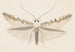 Entomologie Aquarell Pl142 - George Hudson — Ansicht des Kunstwerks