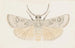 Entomologie Aquarell Pl145 - George Hudson — Ansicht des Kunstwerks