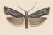 Entomologie Aquarell Pl146 - George Hudson — Ansicht des Kunstwerks