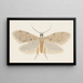 Entomologie Aquarell Pl149 - George Hudson — gerahmtes Bild an der Wand