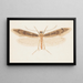 Entomologie aquarelle Pl150 - George Hudson — gerahmtes Bild an der Wand