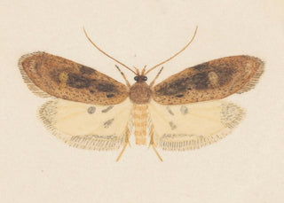George Hudson - Entomology watercolour Pl151.webp