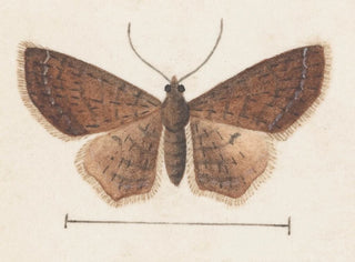 Aquarell der Entomologie Pl152 - George Hudson — Ansicht des Kunstwerks